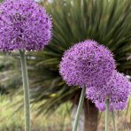 Okrasný cesnak (Allium) ´OSTARA´, kont. C2L